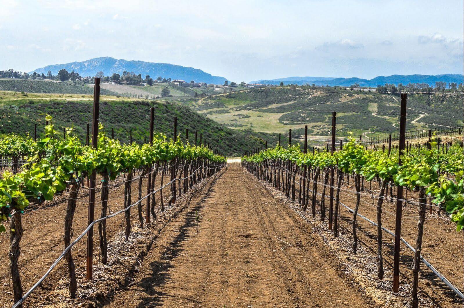 Carter Estate Winery And Resort Τεμέκουλα
 Εξωτερικό φωτογραφία