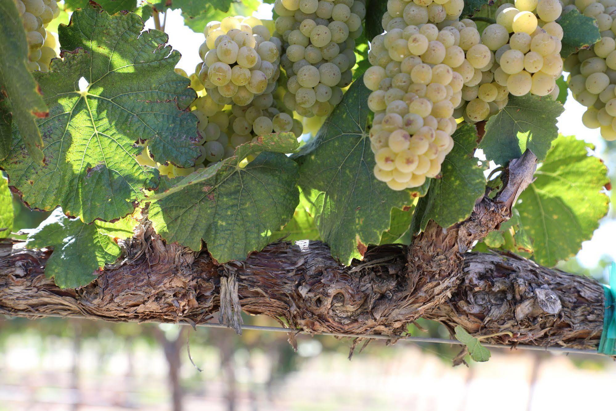 Carter Estate Winery And Resort Τεμέκουλα
 Εξωτερικό φωτογραφία